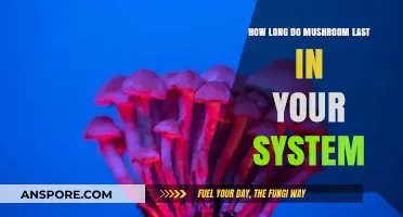 How Long Do Mushrooms Stay in Your System?