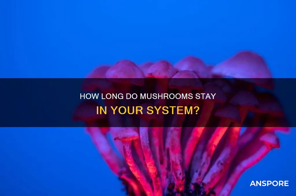 how long do mushroom last in your system