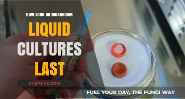 Extending Mushroom Liquid Culture Lifespan: Storage Tips and Shelf Life