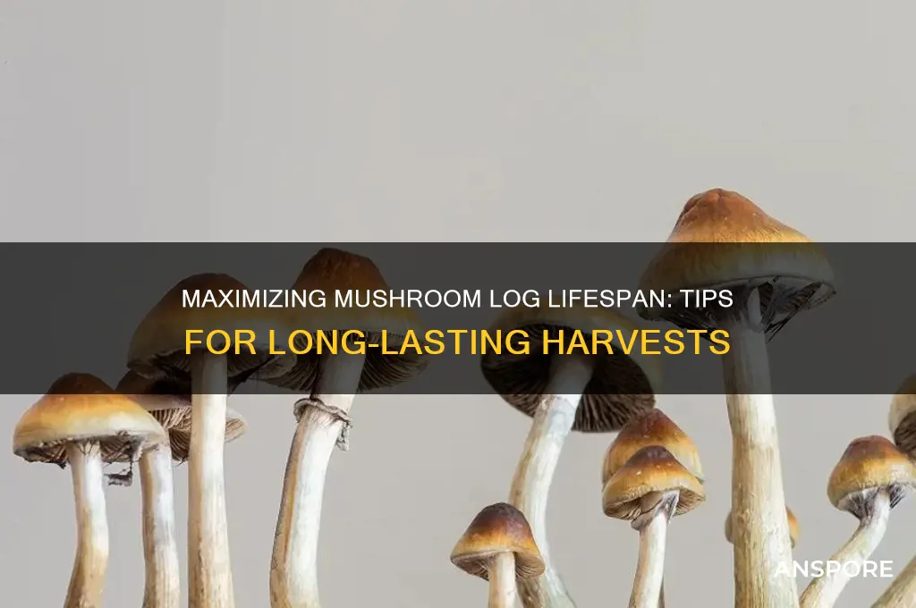 how long do mushroom logs last