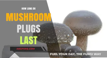 Mushroom Plug Lifespan: How Long Do They Last and Stay Viable?