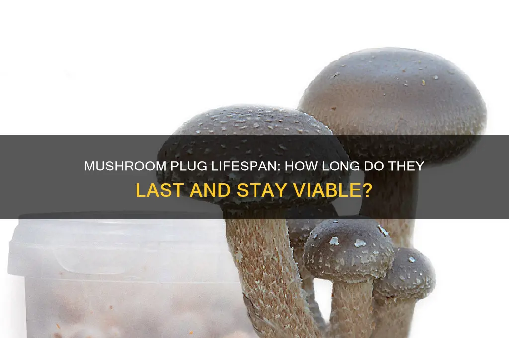 how long do mushroom plugs last