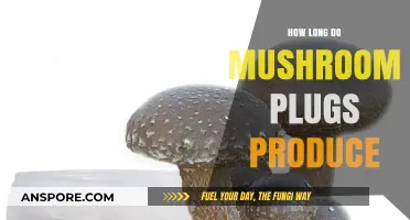 Mushroom Plug Lifespan: How Long Do They Produce Fruit?