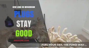 Shelf Life of Mushroom Plugs: Storage Tips for Longevity