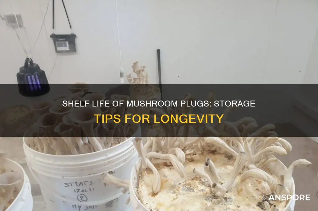 how long do mushroom plugs stay good