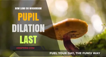 How Long Does Mushroom-Induced Pupil Dilation Typically Last?