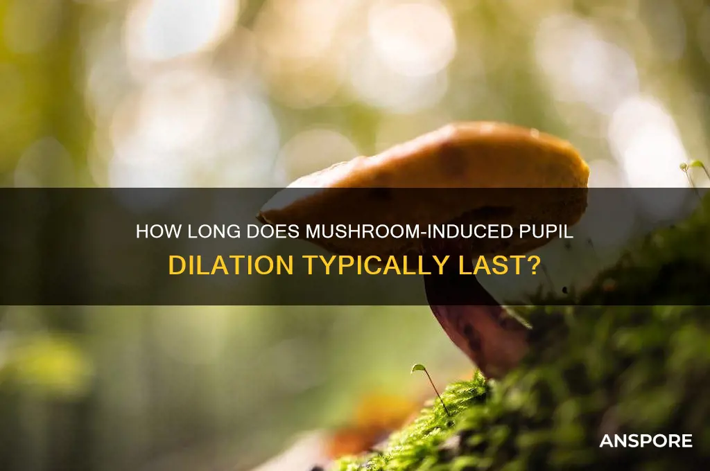 how long do mushroom pupil dilation last