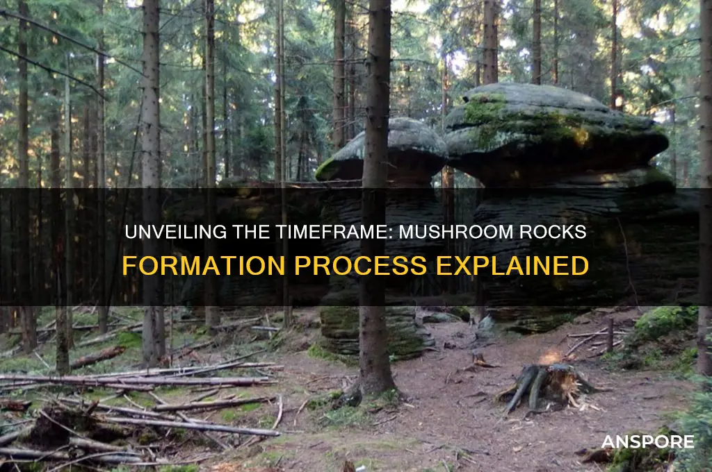 how long do mushroom rocks take to form