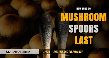 Understanding the Lifespan of Mushroom Spores: How Long Do They Last?