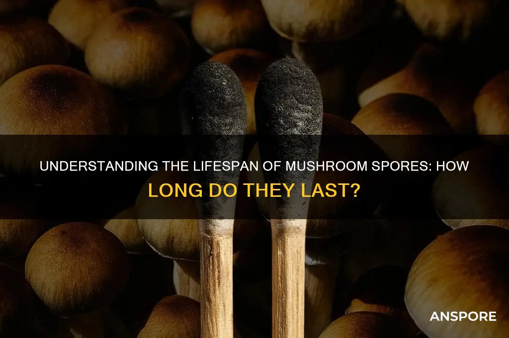 how long do mushroom spoors last