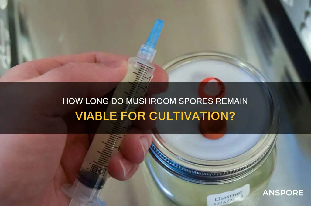 how long do mushroom spores keep