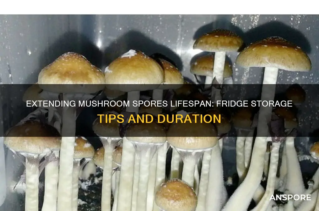 how long do mushroom spores last in the fridge