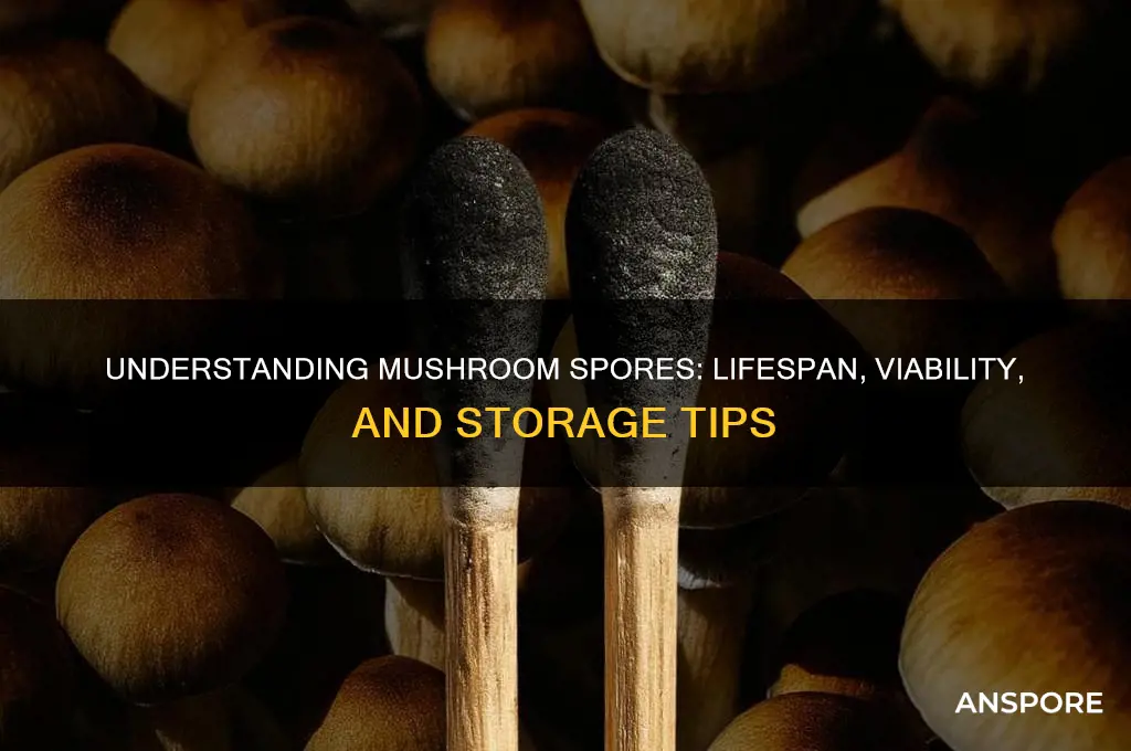 how long do mushroom spores last