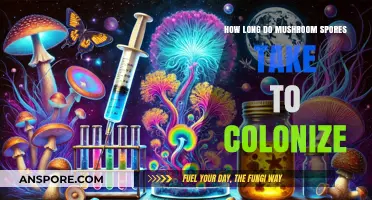 Mushroom Spores Colonization Timeline: Understanding Growth and Development Process