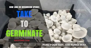 Mushroom Spores Germination Timeline: Factors Affecting Growth and Development