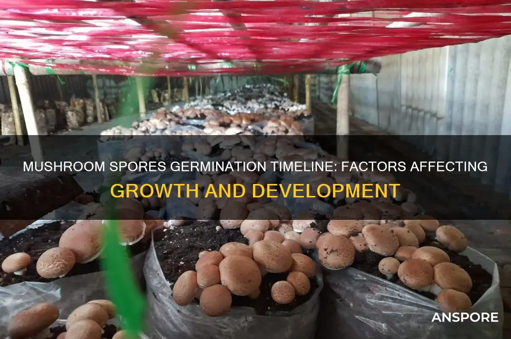 how long do mushroom spores take to germinate