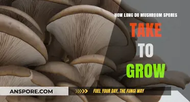 Mushroom Spores Growth Timeline: From Inoculation to Fruiting Explained