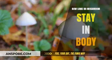 How Long Do Mushrooms Stay in Your System?