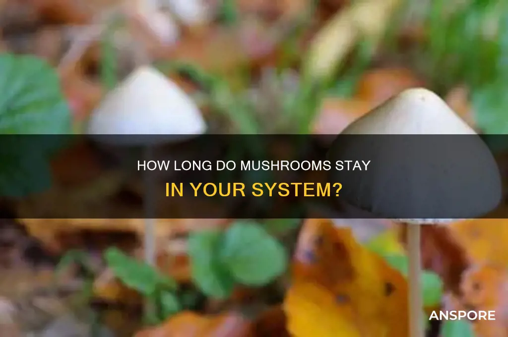 how long do mushroom stay in body