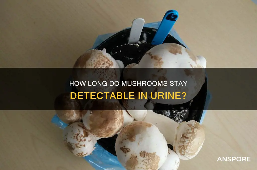 how long do mushroom stay in urine