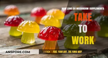 How Soon Do Mushroom Supplements Show Results? A Timeline Guide