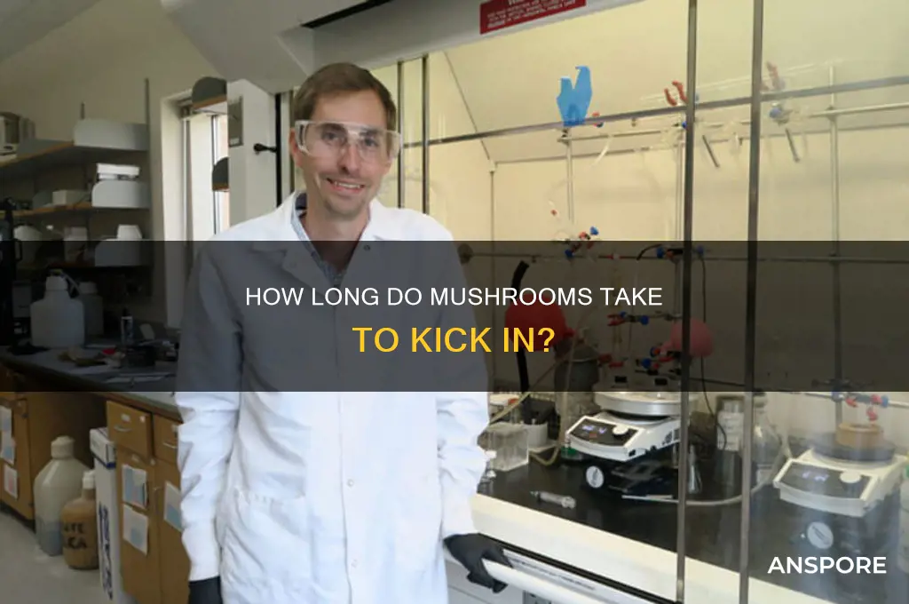 how long do mushroom take effect