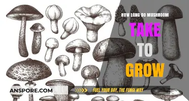 Mushroom Growth Timeline: From Spores to Harvest in Weeks