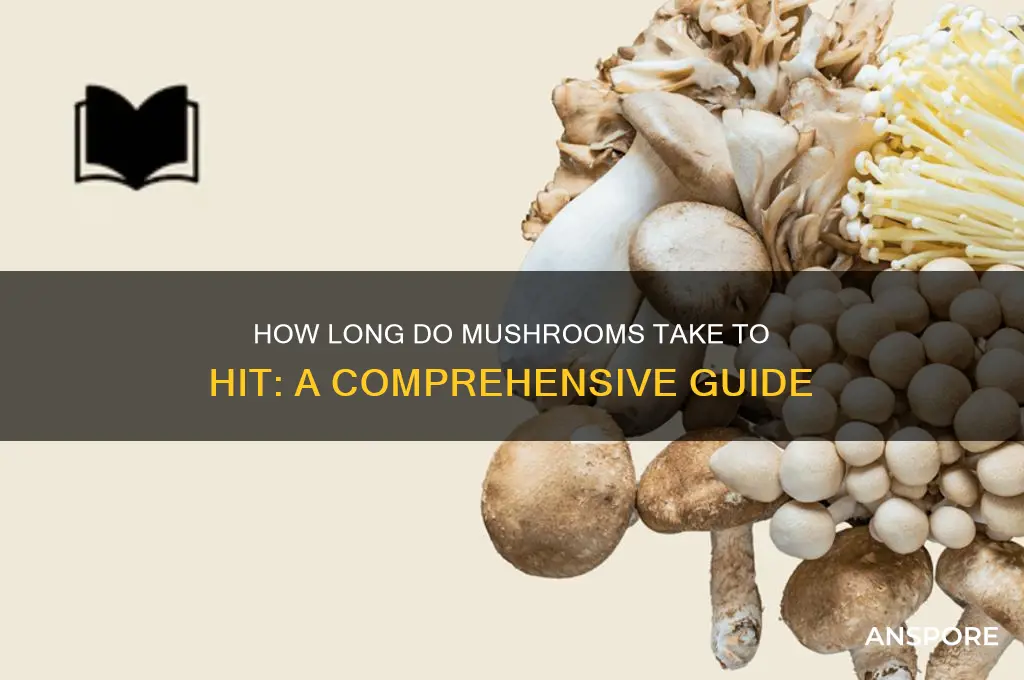 how long do mushroom take to hit