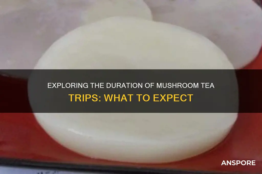 how long do mushroom tea trip last