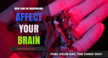 How Long Do Mushrooms Affect Your Brain: A Comprehensive Guide