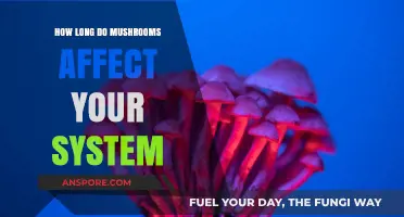 How Long Do Mushrooms Affect Your System: A Comprehensive Guide