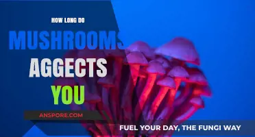 How Long Do Mushroom Effects Last? A Comprehensive Guide
