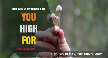 Exploring the Duration of a Mushroom High: What to Expect