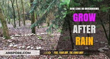 Mushroom Growth Post-Rain: Understanding the Timeline After Showers