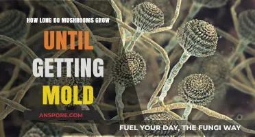 Preventing Mold: Optimal Mushroom Growth Duration and Preservation Tips