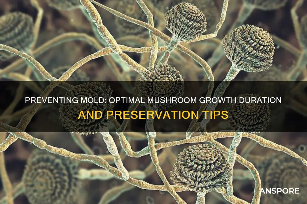 how long do mushrooms grow until getting mold