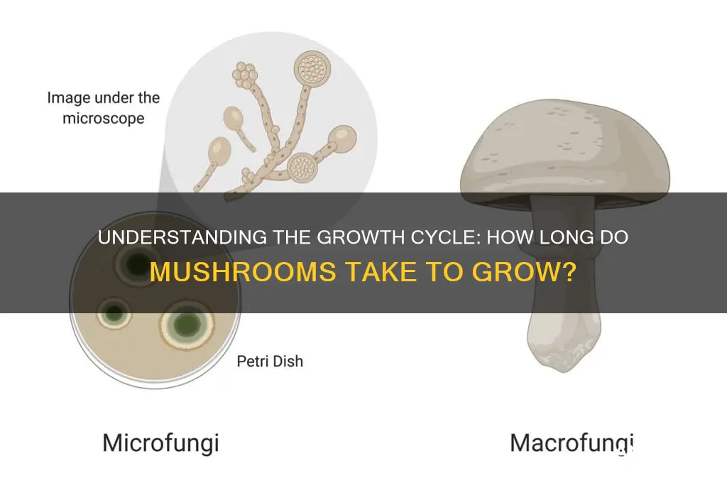 how long do mushrooms grow