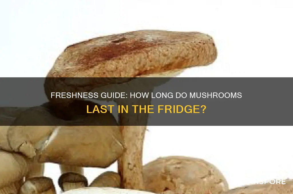 how long do mushrooms keep in refri