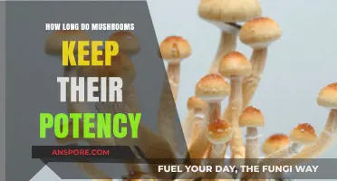 Preserving Potency: How Long Do Mushrooms Stay Effective?