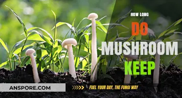 Mushroom Storage Guide: How Long Do Mushrooms Stay Fresh?