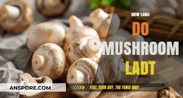 Shelf Life of Mushrooms: Freshness, Storage Tips, and Longevity Guide