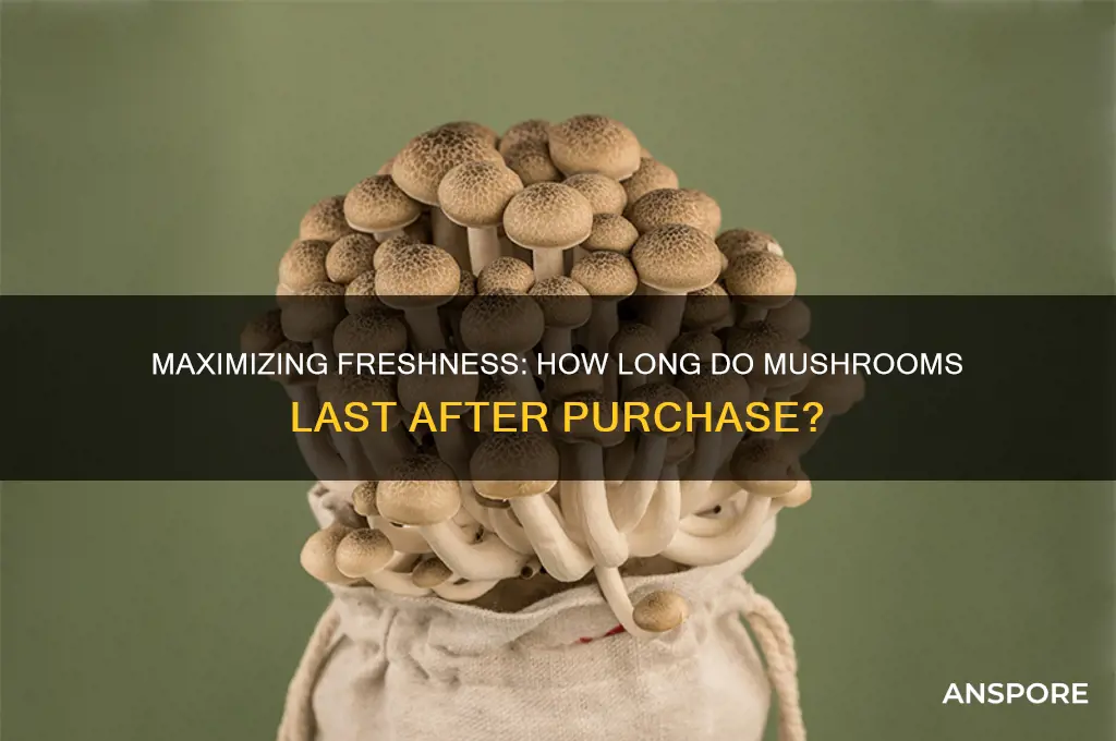 how long do mushrooms last after buying
