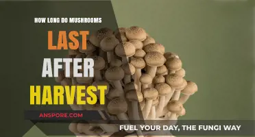 Freshness Guide: How Long Do Harvested Mushrooms Stay Edible?
