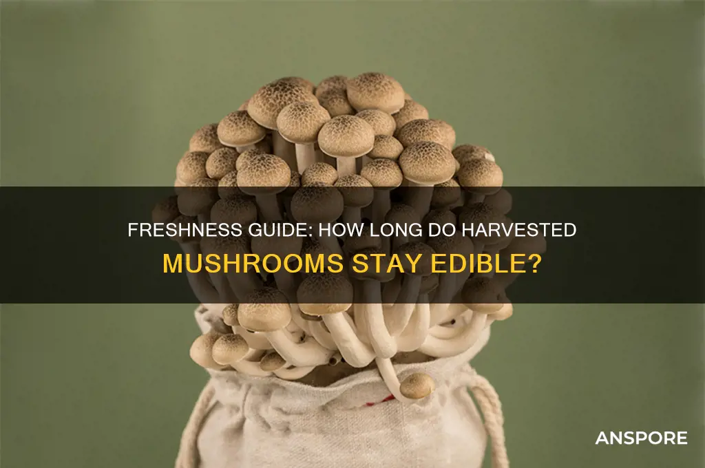 how long do mushrooms last after harvest