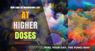 Exploring the Duration of Mushroom Effects at Higher Doses