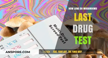 How Long Do Mushrooms Stay Detectable in Drug Tests?