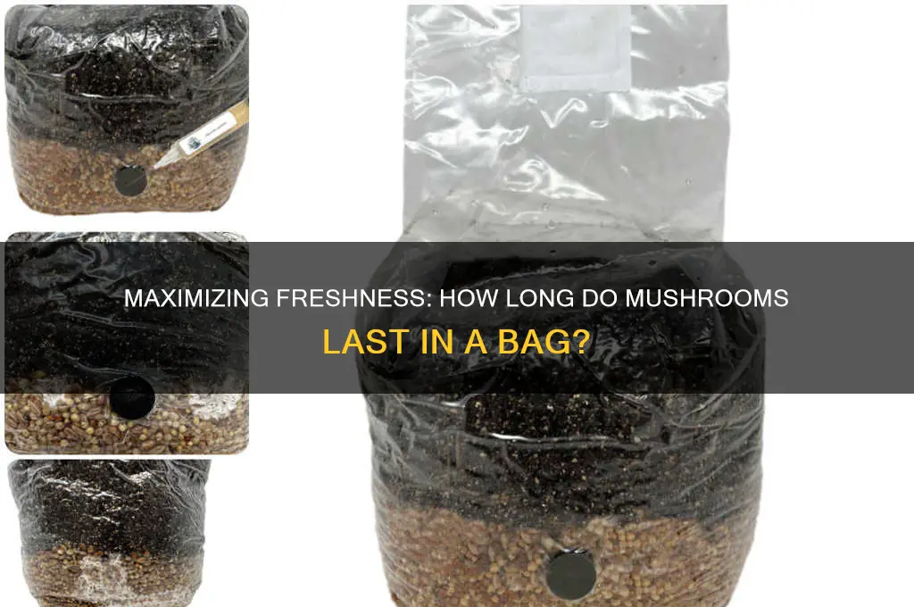 how long do mushrooms last in a bag