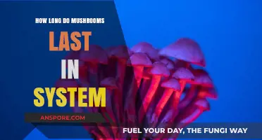 How Long Do Mushrooms Stay in Your System: A Guide