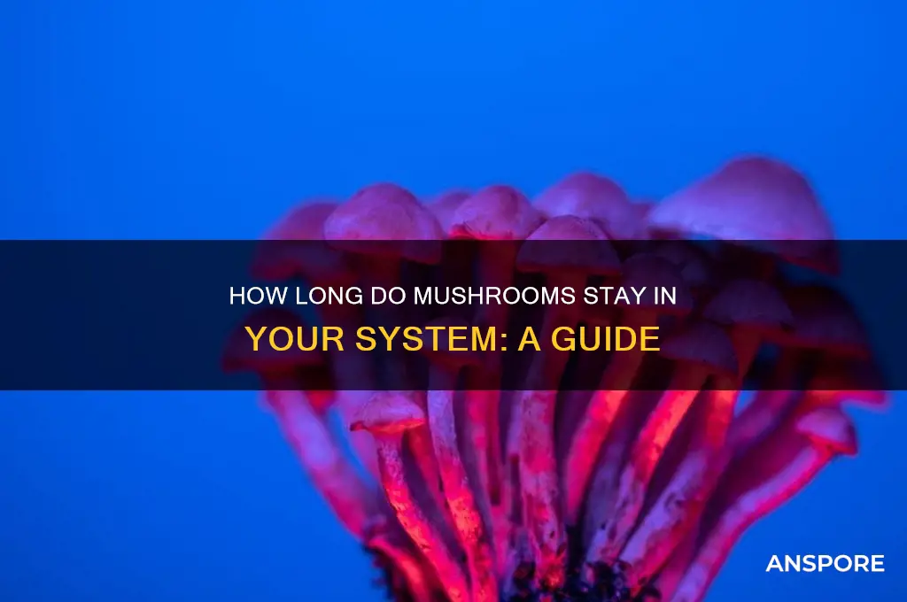 how long do mushrooms last in system