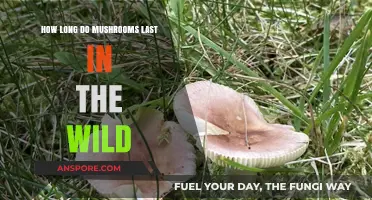 Wild Mushroom Lifespan: How Long Do They Survive in Nature?